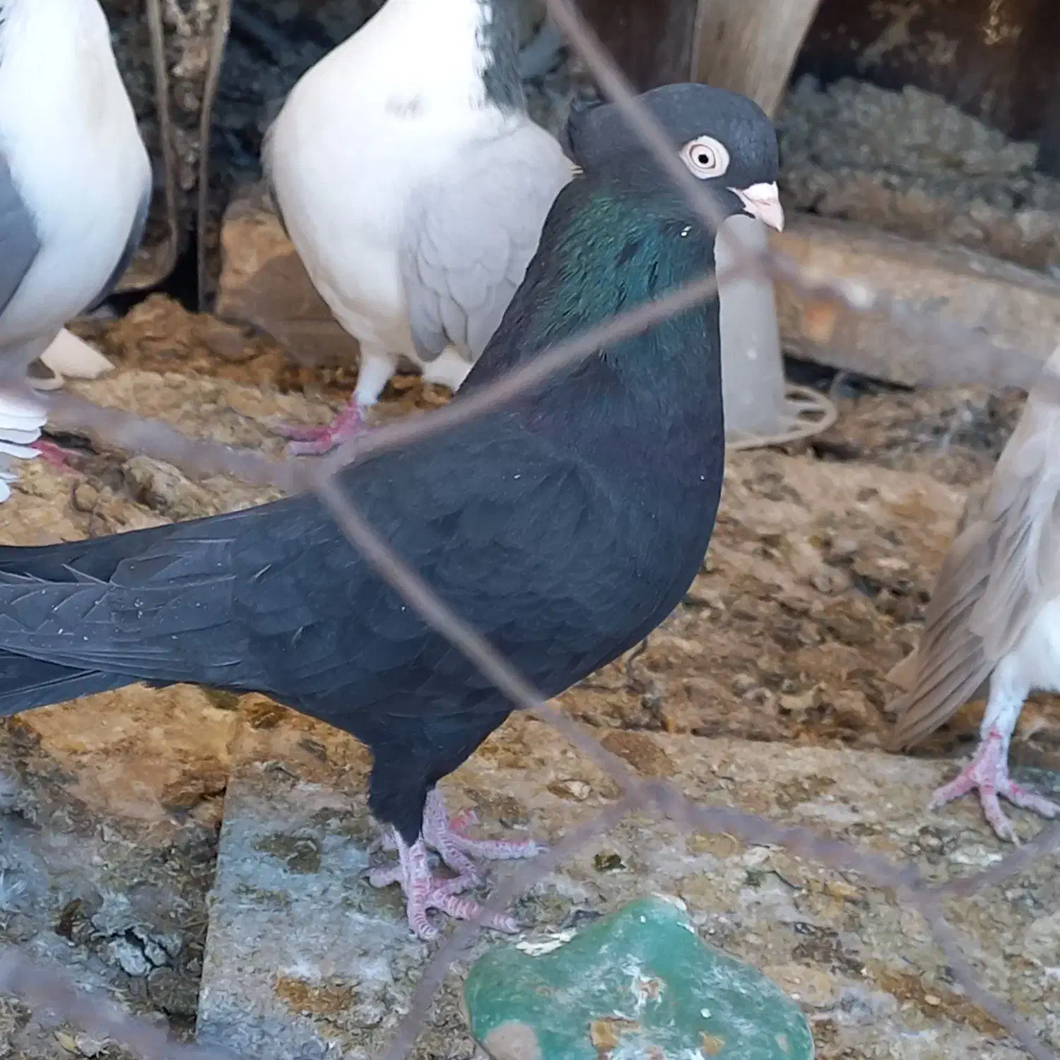 تعدادی سرخ و قیل|پرنده|شهرضا, |دیوار