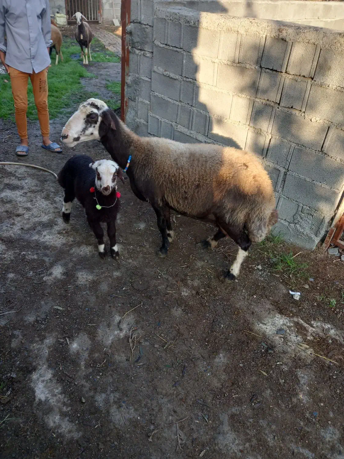 گوسفند خوش خوراک هیکلی درشت با بره شیرمست|حیوانات مزرعه|گمیشان, |دیوار