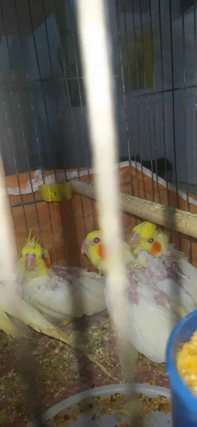 عروس پاریس|پرنده|اهواز, سپیدار|دیوار