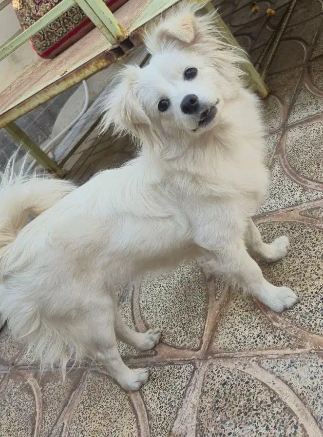 واگذاری سگ نژاد پامر|سگ|بم, |دیوار