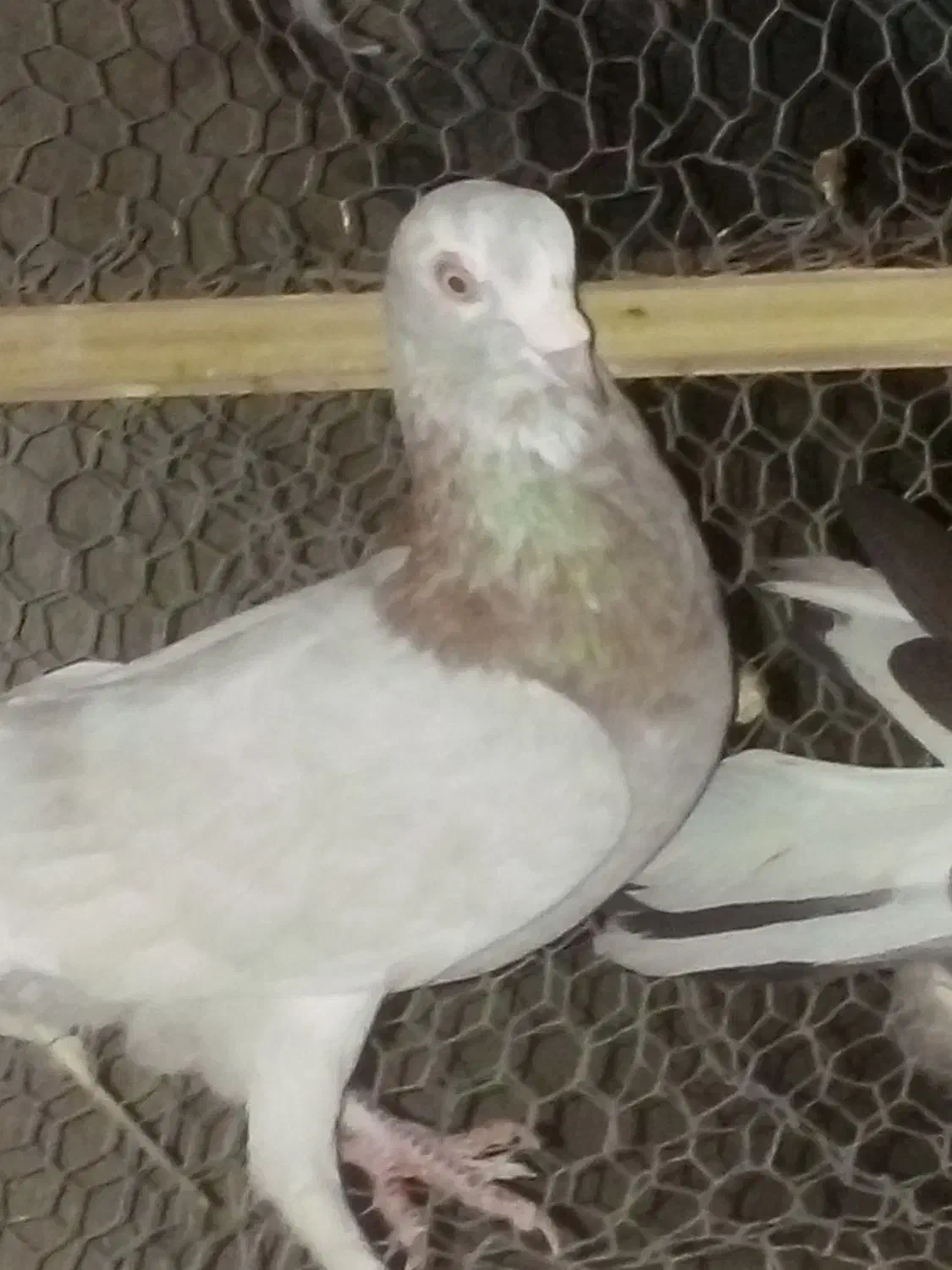 کبوتر  نر بلارو|پرنده|سراوان, |دیوار