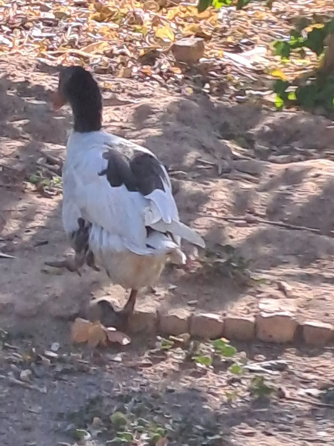 غاز|حیوانات مزرعه|محلات, |دیوار