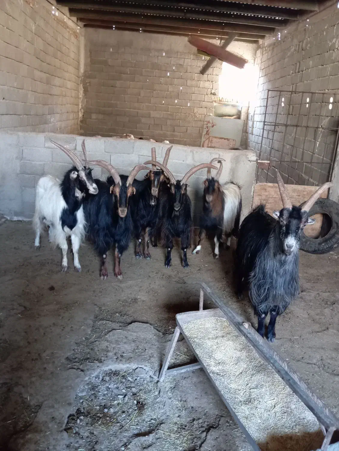 نربز|حیوانات مزرعه|ماهدشت, |دیوار