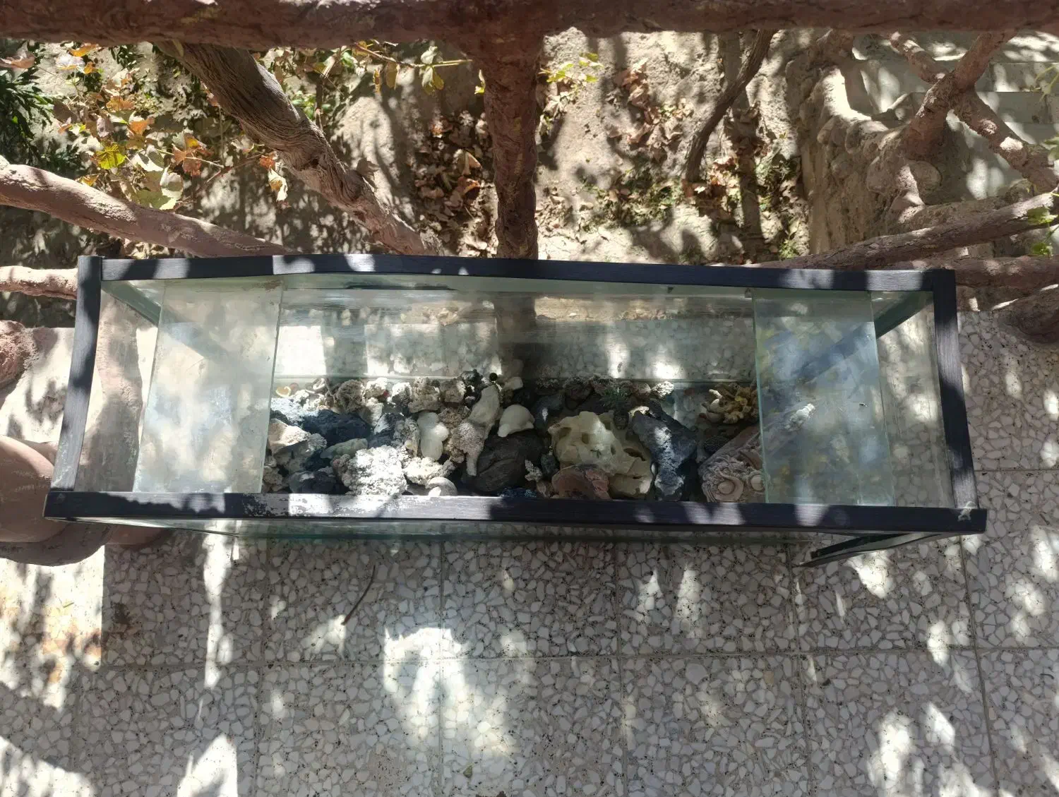 آکواریوم|ماهی|انزل, |دیوار