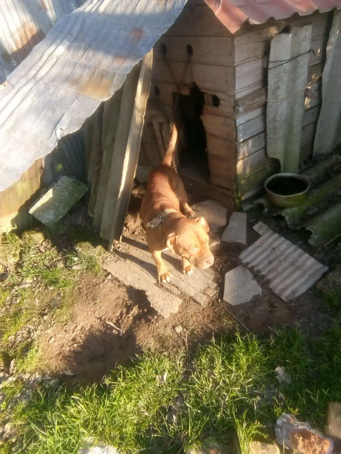 سگ پیتبول|سگ|کوچصفهان, |دیوار