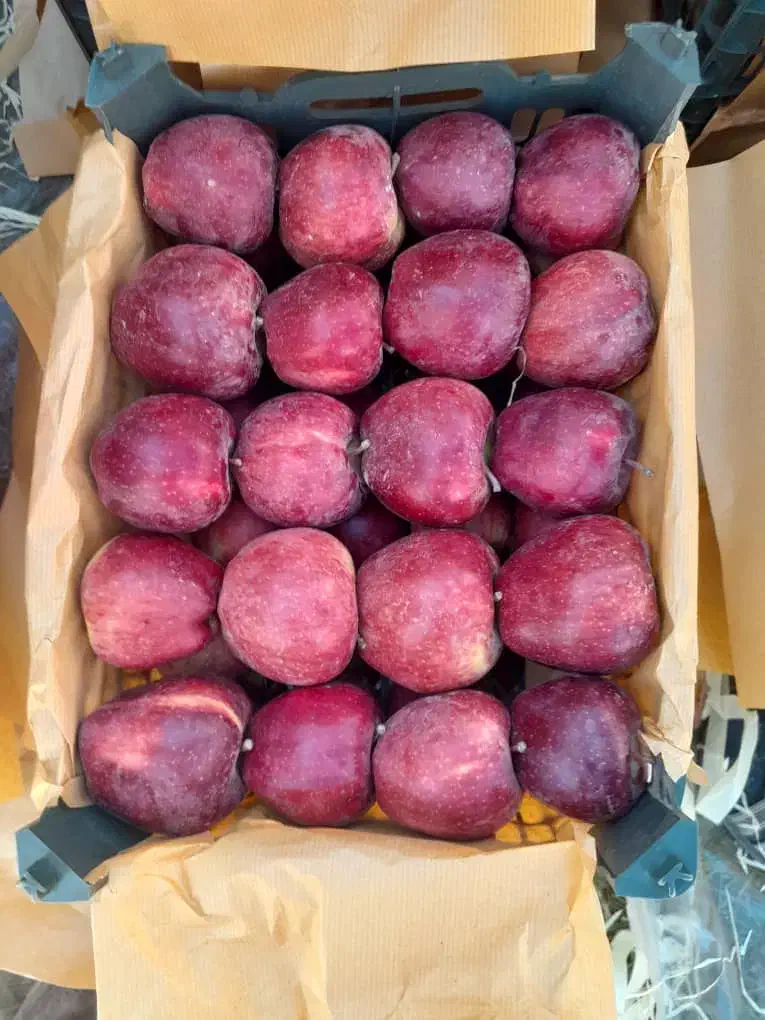 سیب قرمز و زرد درجه یک 1فروش عمده -سردخانه ارومیه|خوردنی و آشامیدنی|ملارد, |دیوار