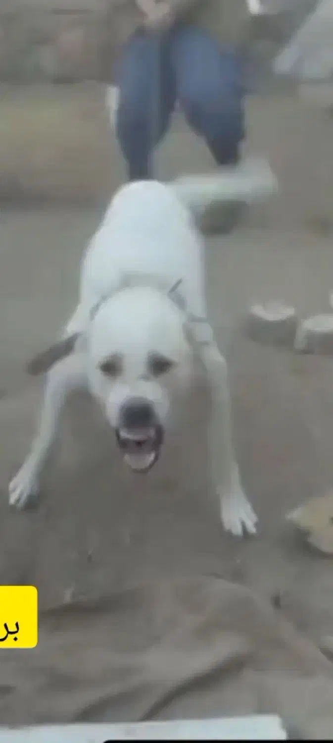 واگذاری سگ درشت سراب آلابای افغانی نگهبانی|سگ|تهران, جوادیه|دیوار