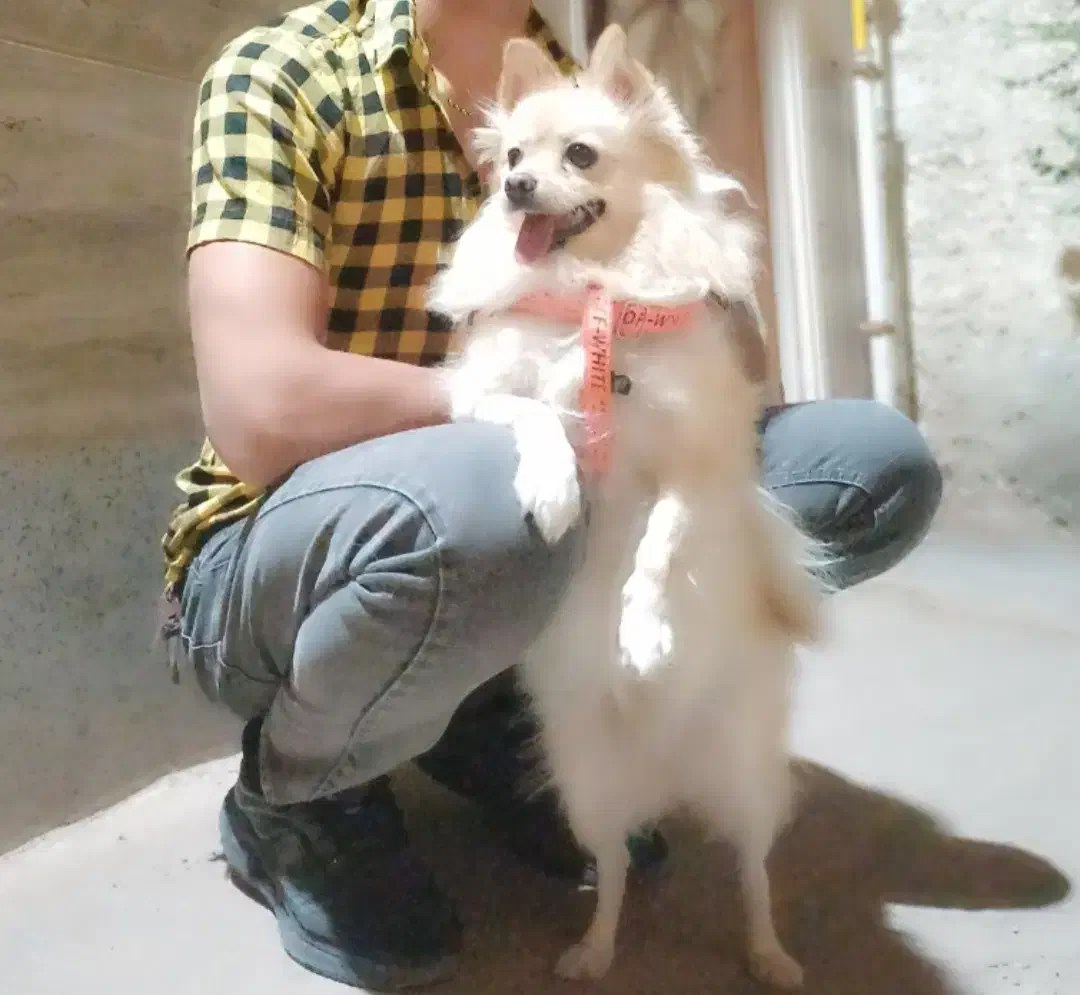 سگ پامر اشپیتز|سگ|برخوار, |دیوار