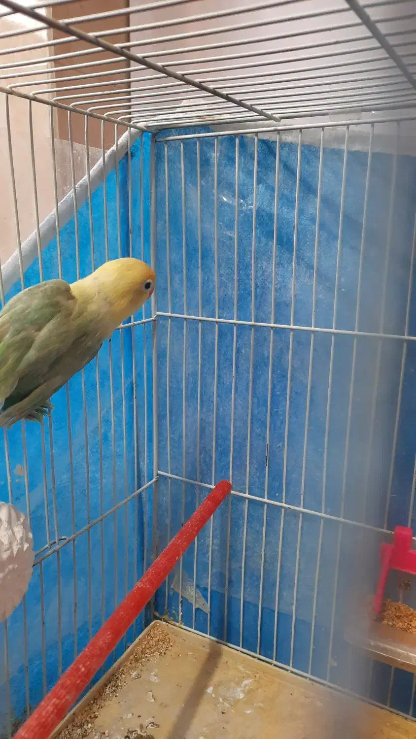 جوجه کوتوله دونخور|پرنده|مهریز, |دیوار