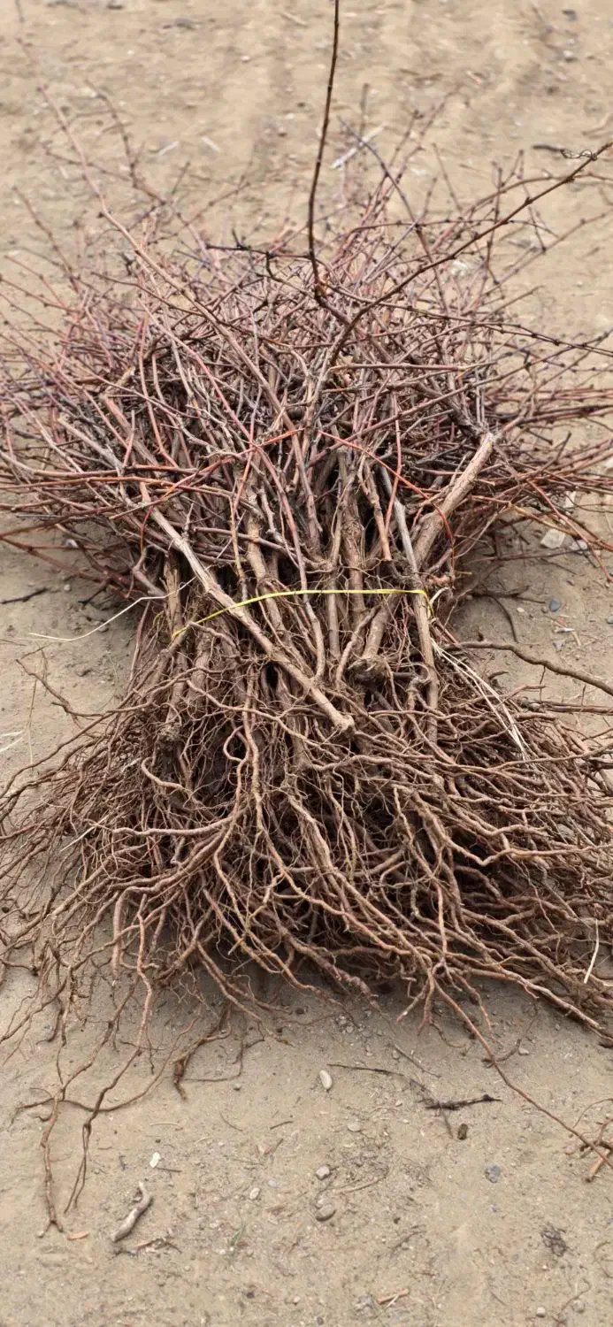 نهال انگور مرغوب|خدمات باغبانی و درختکاری|قزوین, |دیوار