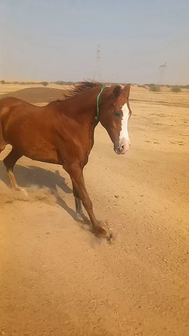 شوش|اسب و تجهیزات اسبسواری|شوش, |دیوار