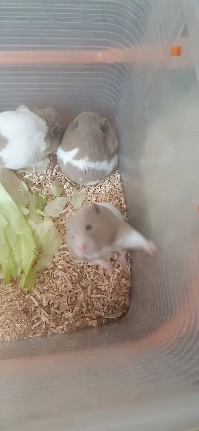 3تاماده همستر سالم خونگی|موش و خرگوش|پردیس, فاز ۱|دیوار