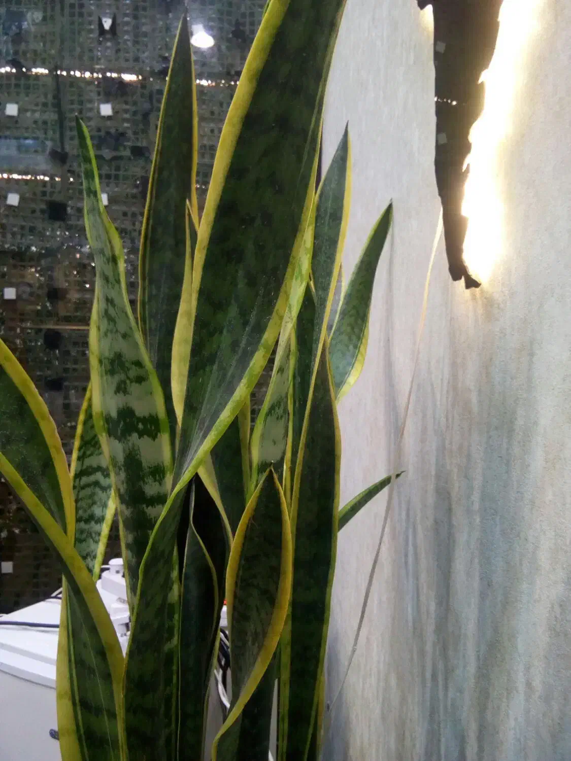 95مترچندقدم وکیل اباد/ویومعرکه،اول لادن خیابان پهن|فروش آپارتمان|مشهد, صیاد شیرازی|دیوار