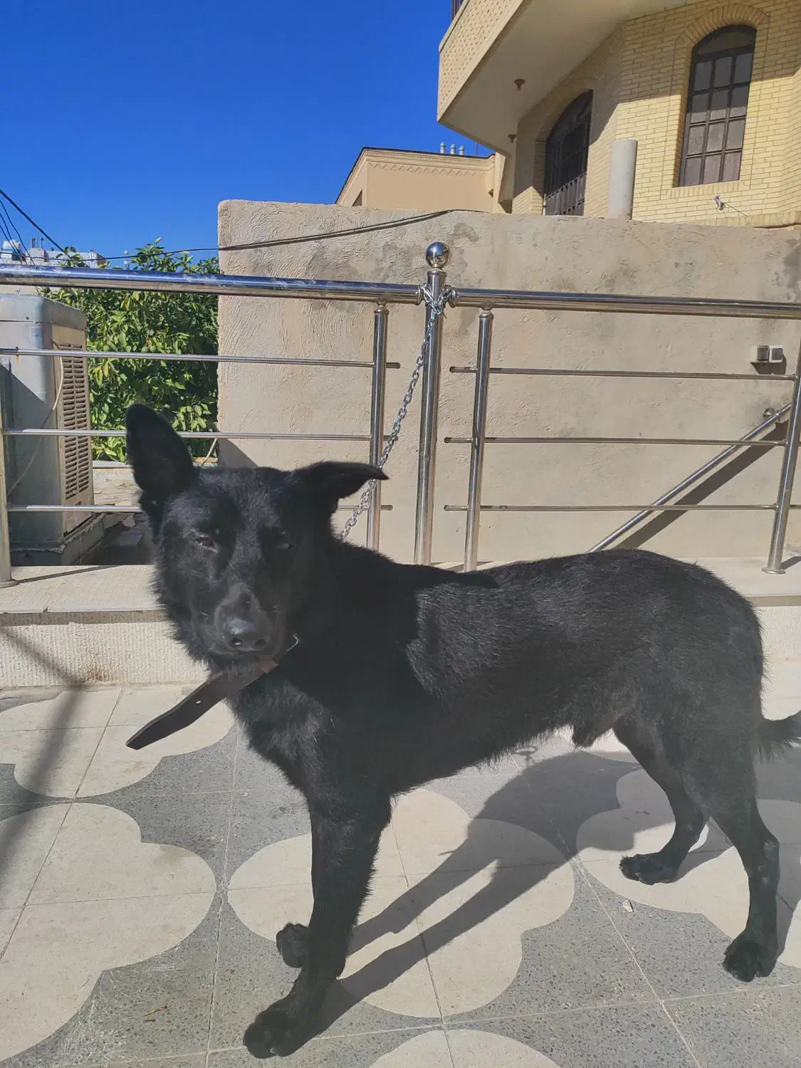 بلک ژرمن ورک|سگ|شیراز, چوگیاه‎|دیوار