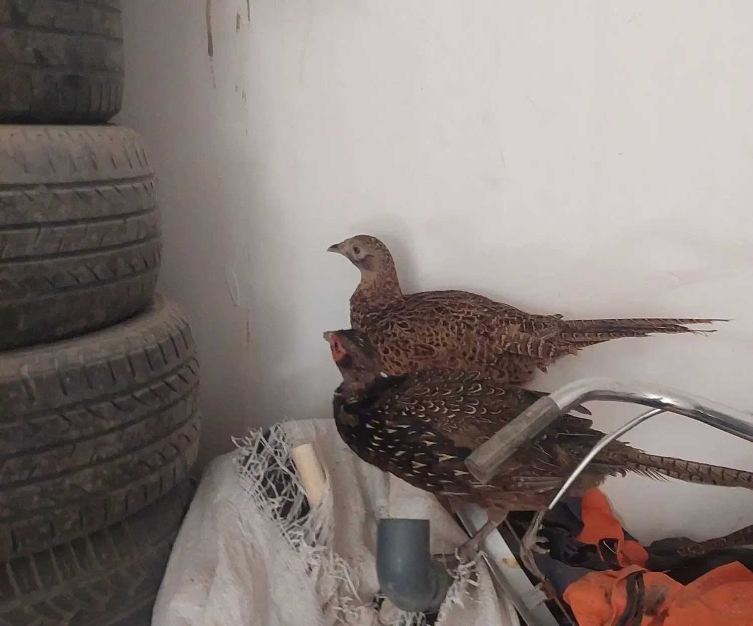 فروش 2عدد پرنده زینتی جوان پاکستانی یک ماده ،یک نر|حیوانات مزرعه|سیرجان, |دیوار