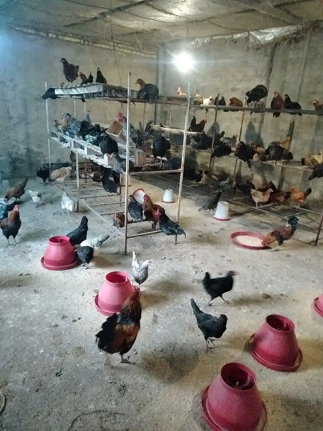 مرغ تخمگذار محلی|حیوانات مزرعه|اهواز, شهرک برق|دیوار