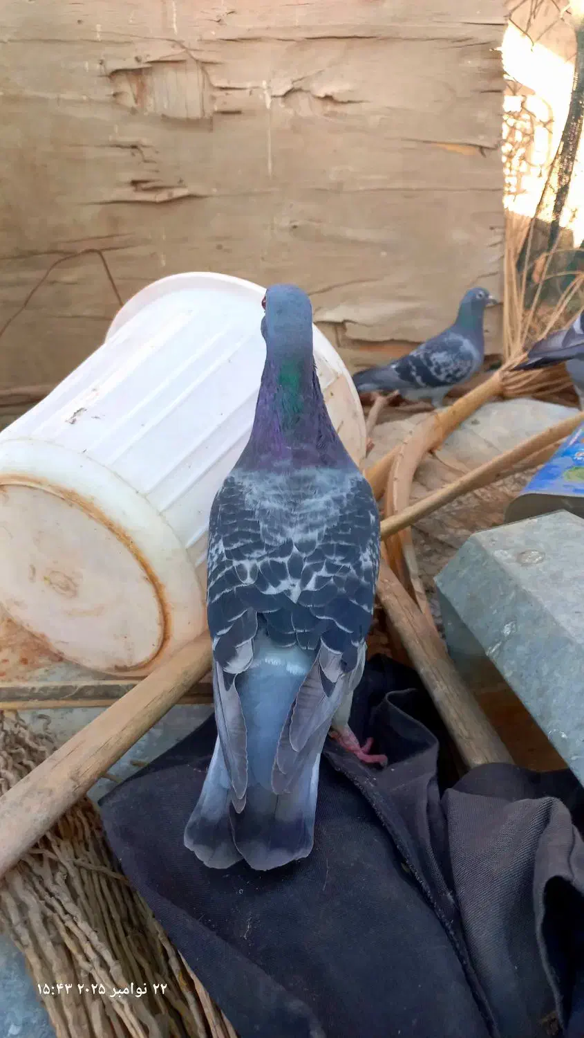 دو عدد مسافتی|پرنده|برازجان, |دیوار