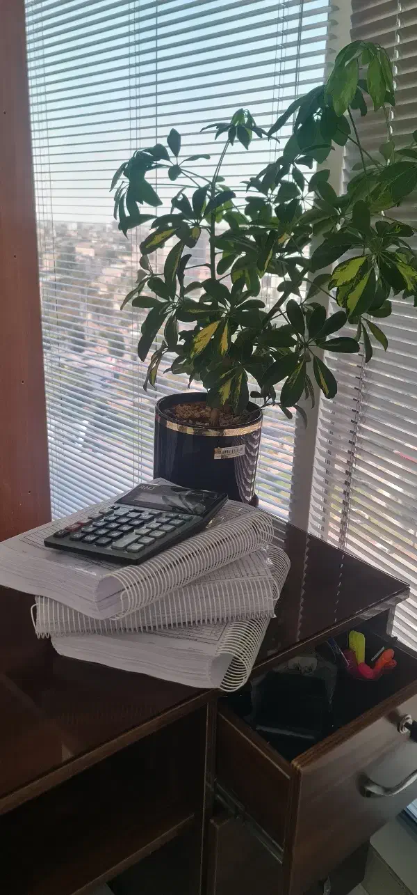 صورت وضعیت نویسی و تعدیل|خدمات مالی، حسابداری، بیمه|مشهد, دانشجو|دیوار