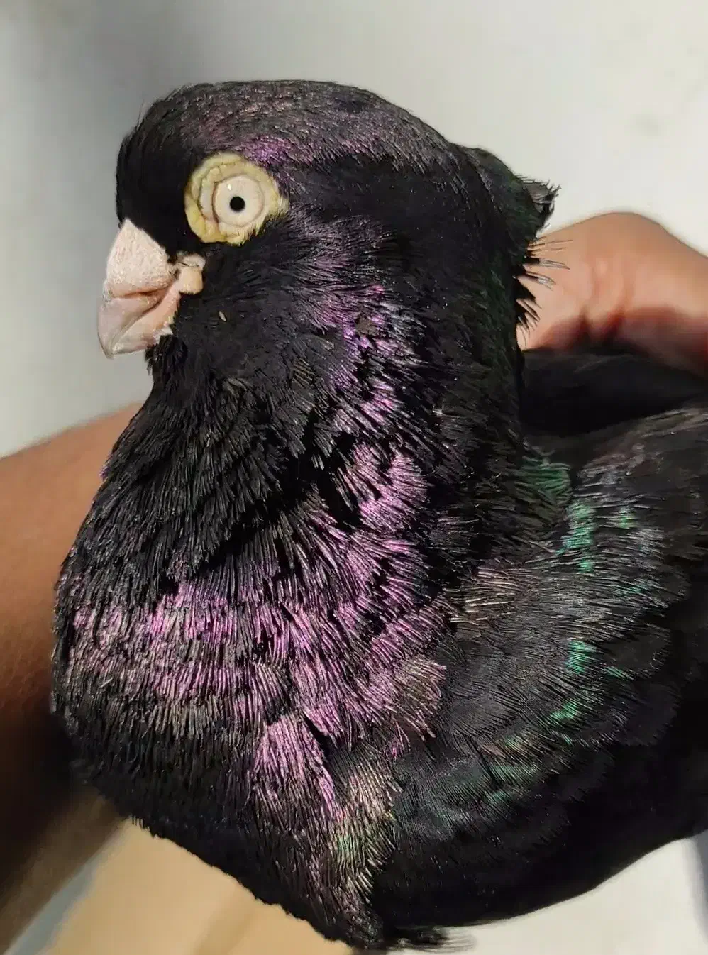 صرب|پرنده|بندر گناوه, |دیوار