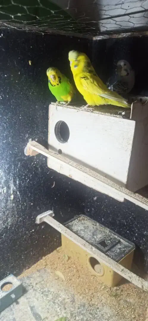 مرغ عشق|پرنده|نظرآباد, نظرآباد|دیوار