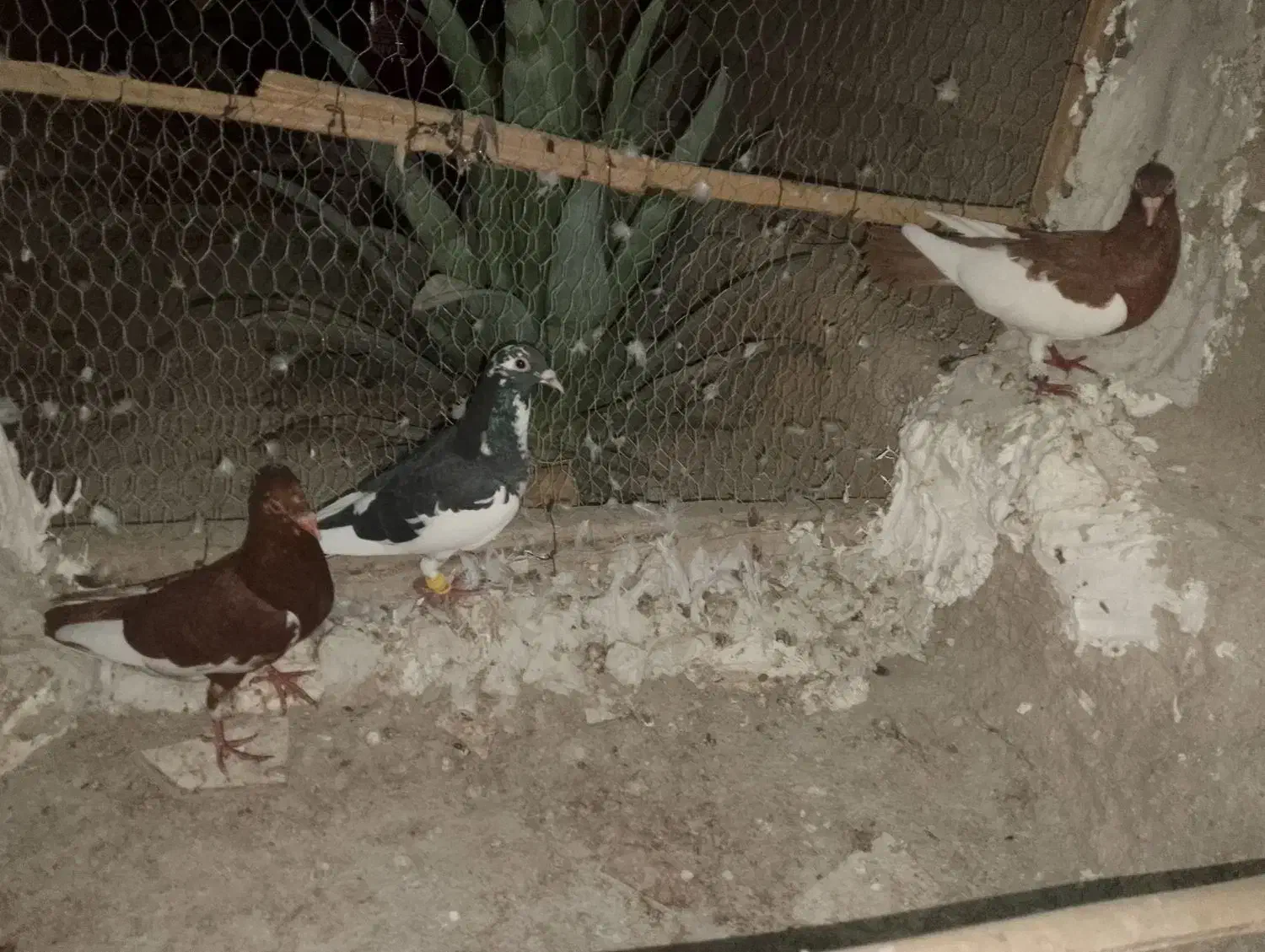 سه عدد یهودی|پرنده|مهر, |دیوار