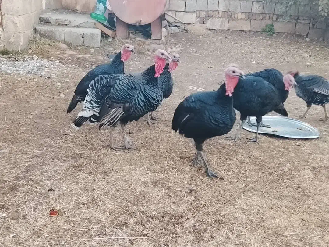 بوقلمون نر ارگانیک|حیوانات مزرعه|سیلوانه, |دیوار