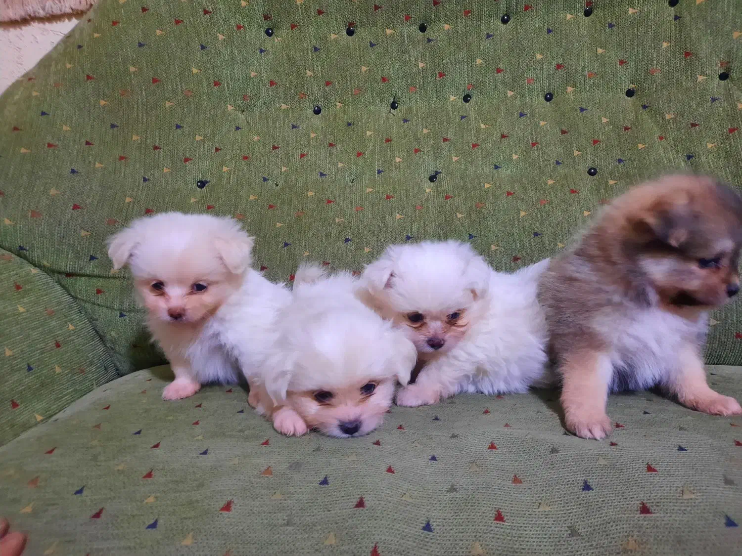 واگذاری سگ پاکوتاه سایز ریز|سگ|مسجد سلیمان, |دیوار