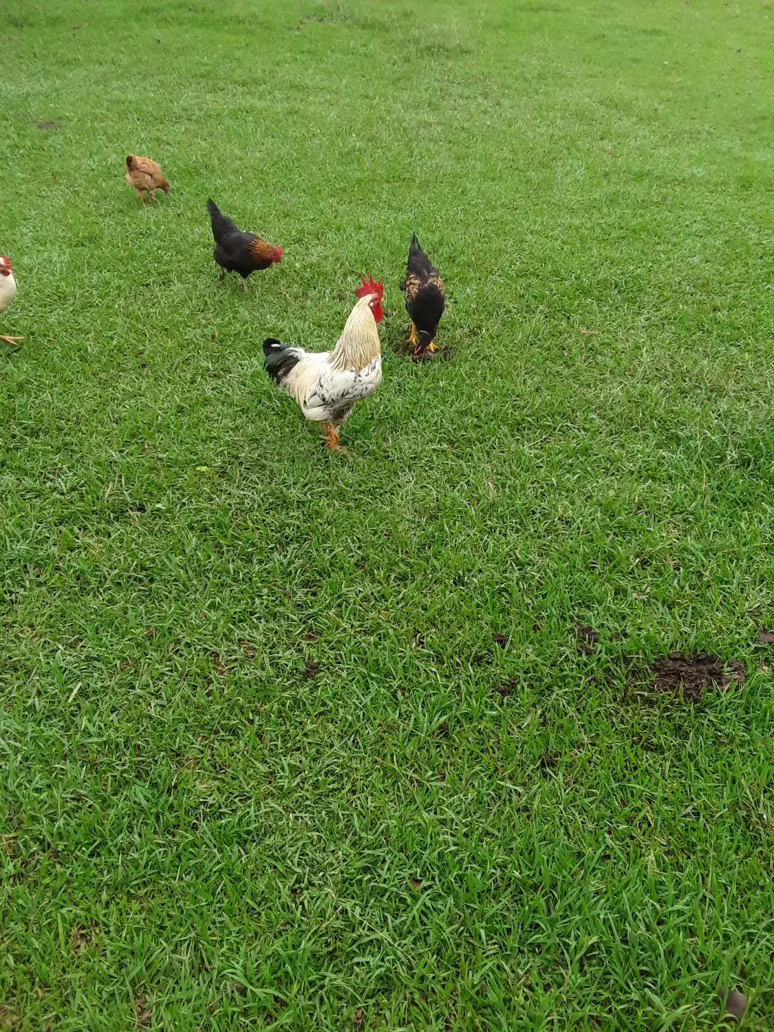 خروس محلی اصل|حیوانات مزرعه|صومعهسرا, |دیوار