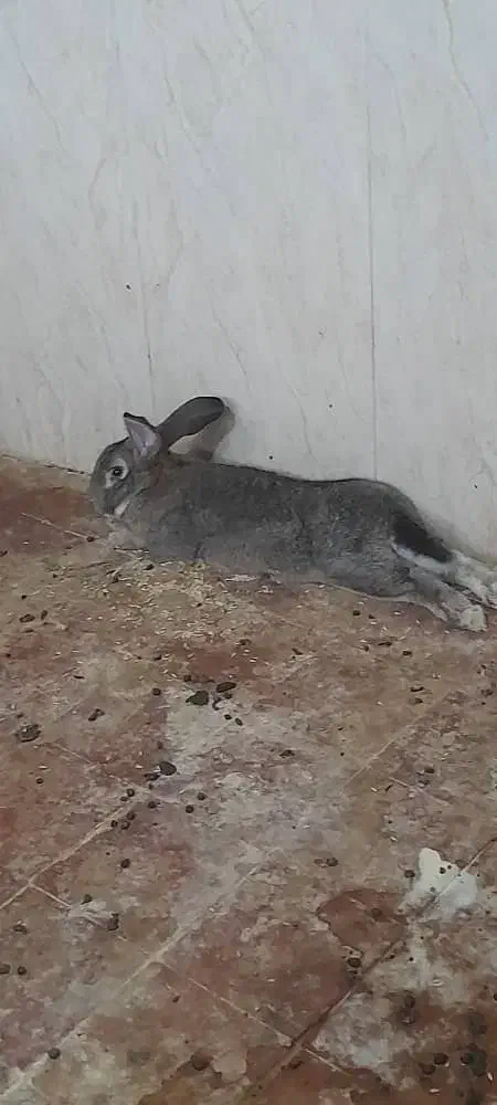 خرگوش جاینت(غول)|موش و خرگوش|ساوه, |دیوار