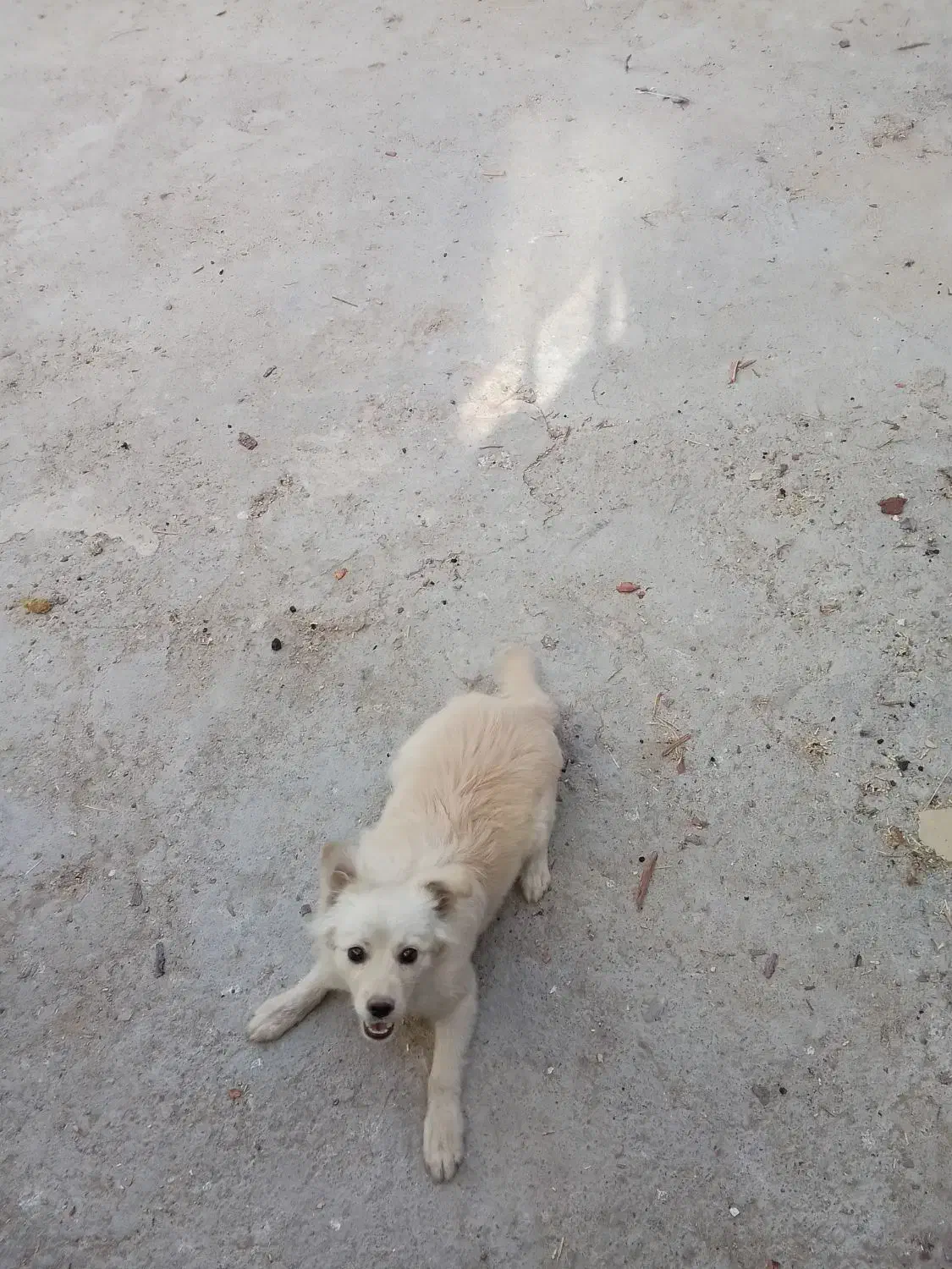 سگ پاکوتاه معاوضه با کفتر پرشی|سگ|شازند, |دیوار