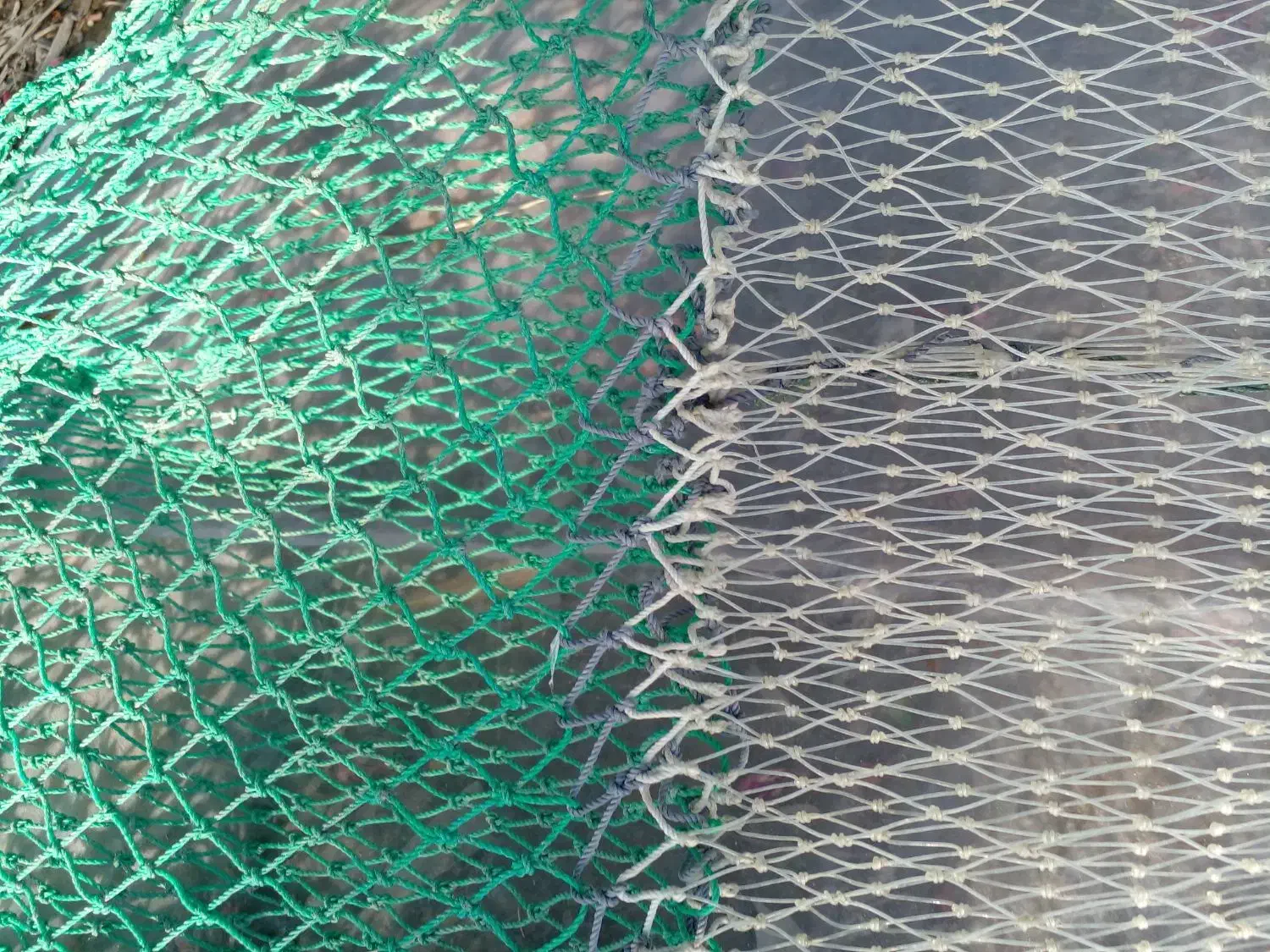 جل قایق حلوا|ماهیگیری|بمانی, |دیوار