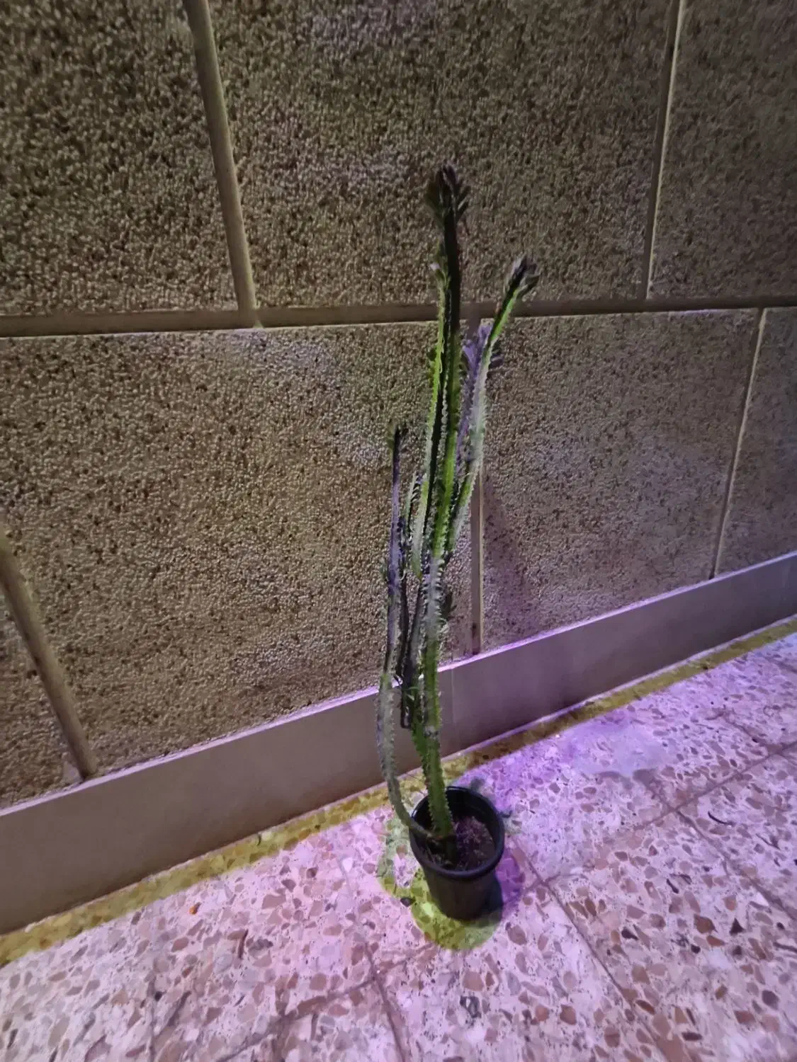 کاکتوس بلند|گل و گیاه طبیعی|قشم, |دیوار