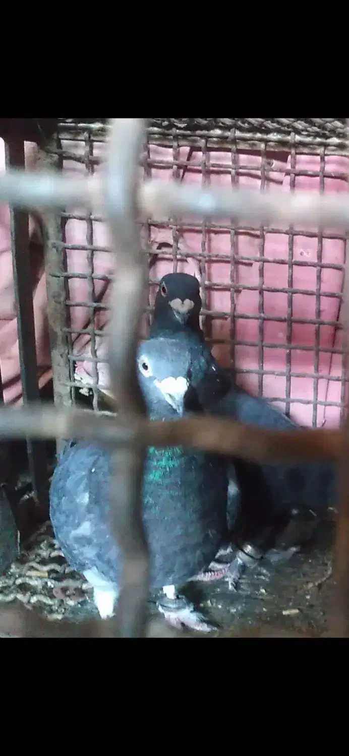 ۷ عدد پلاکی|پرنده|ایلام, |دیوار