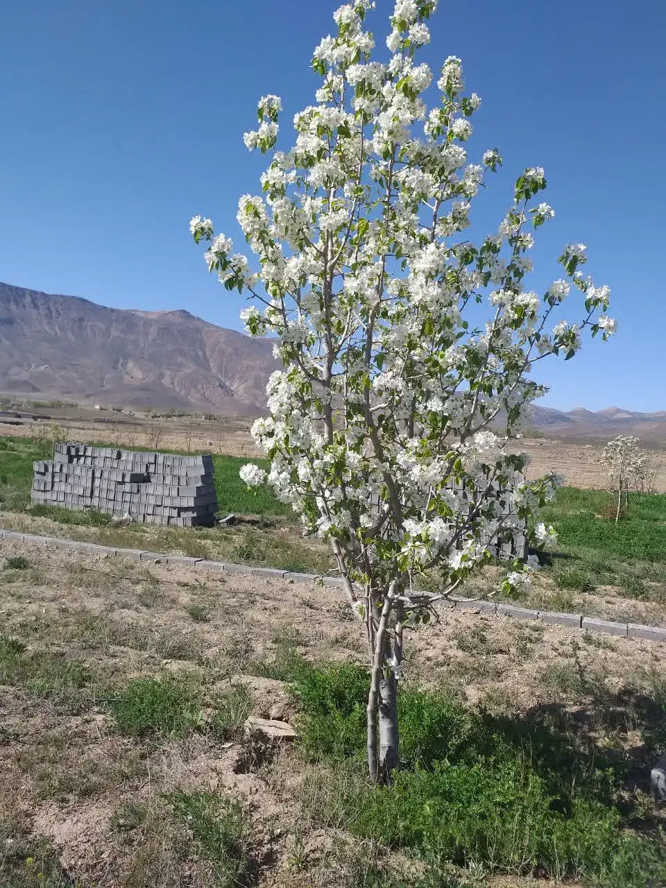 فروش زمین باغی|فروش زمین و ملک کلنگی|شهمیرزاد, |دیوار