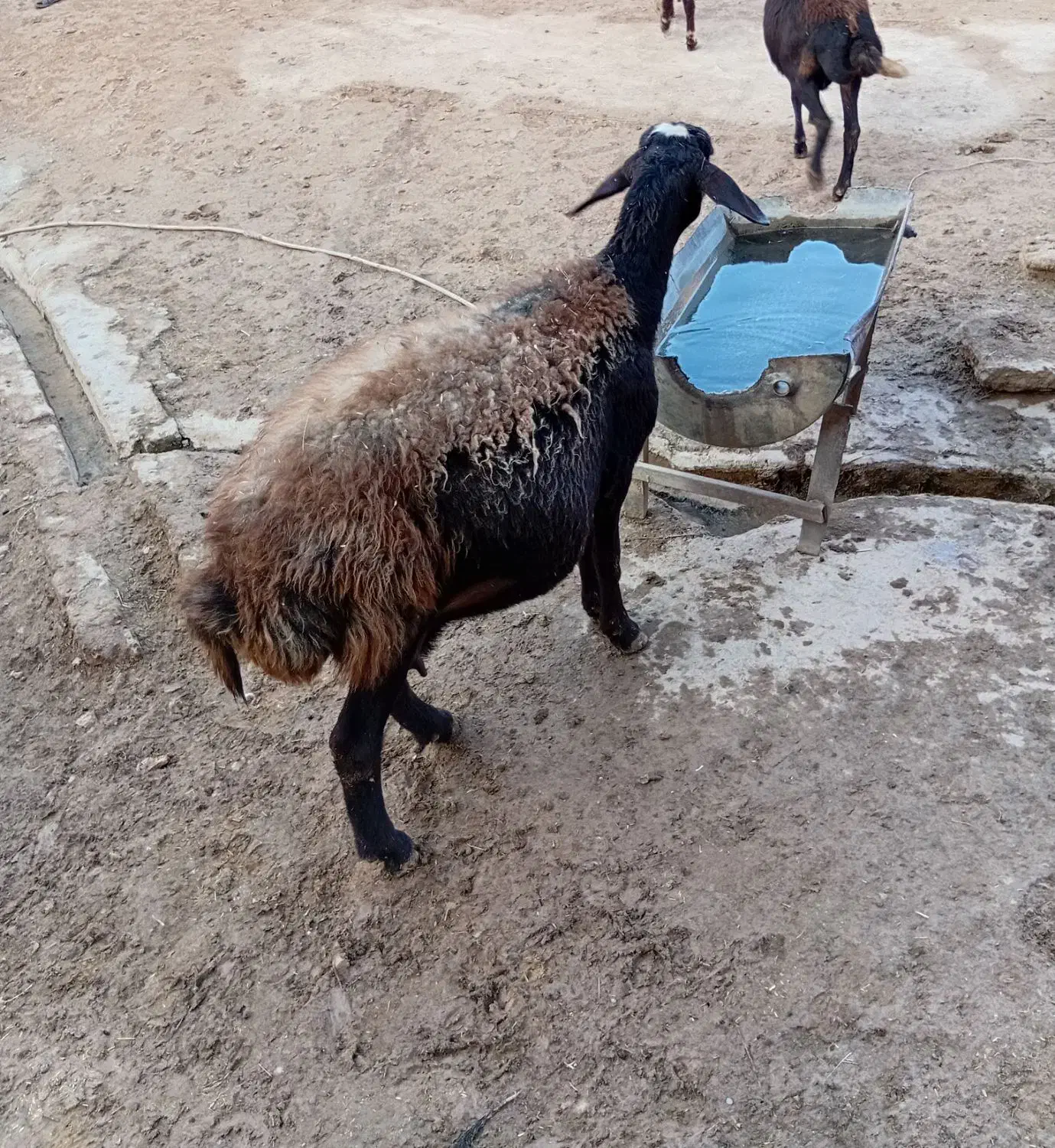 گوسفند میش آبستن|حیوانات مزرعه|کوهدشت, |دیوار