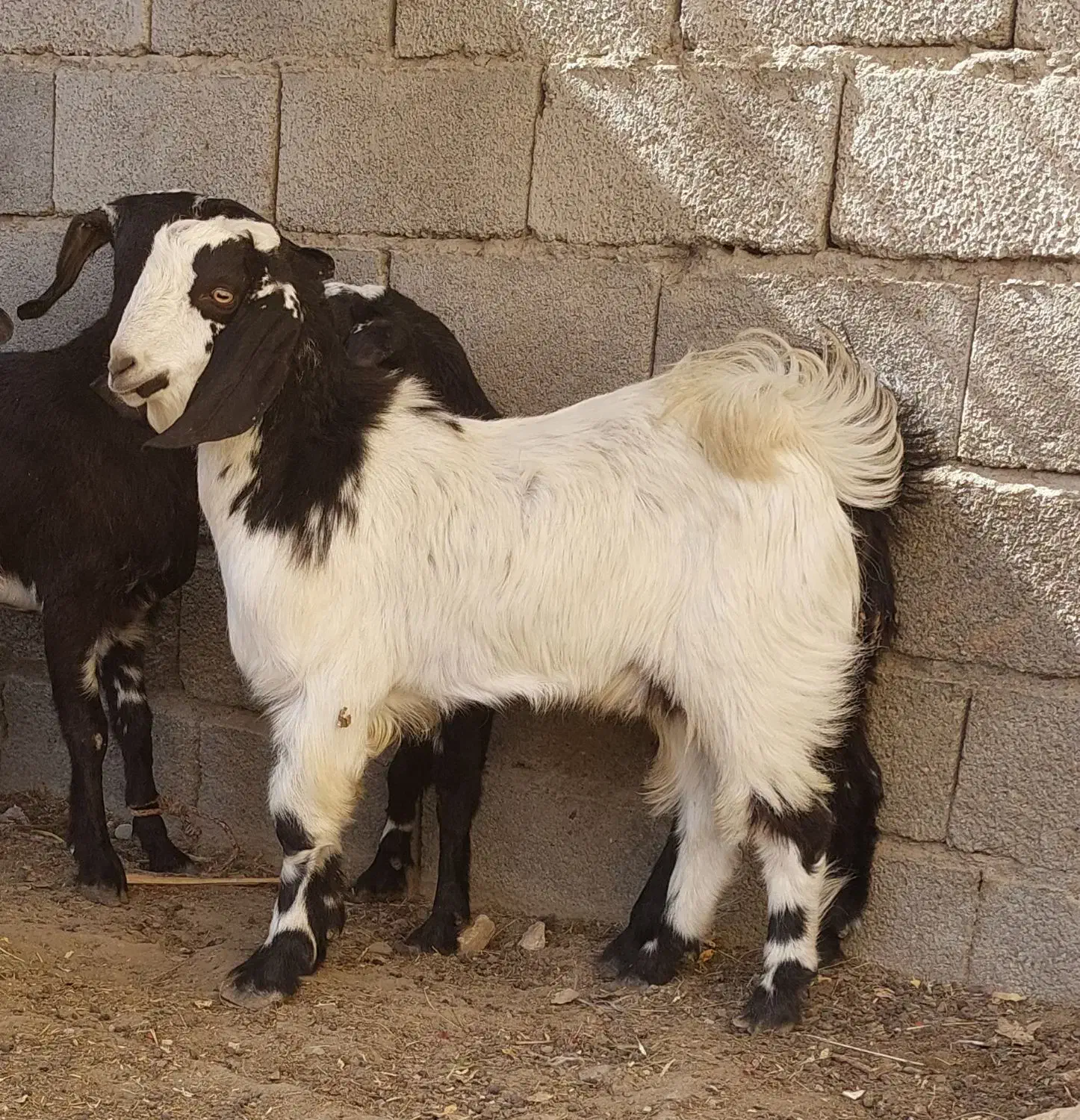 ۲ تروشت فروشی|حیوانات مزرعه|ایرانشهر, |دیوار