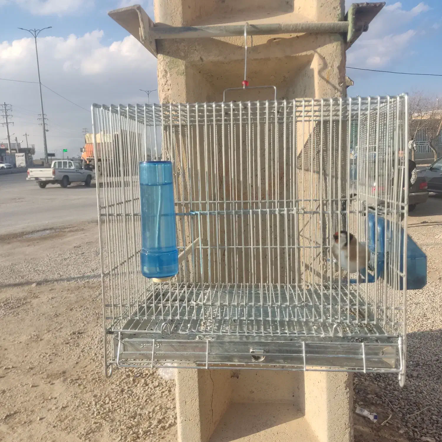 سهره دشتک|پرنده|مرودشت, رامجرد یک|دیوار