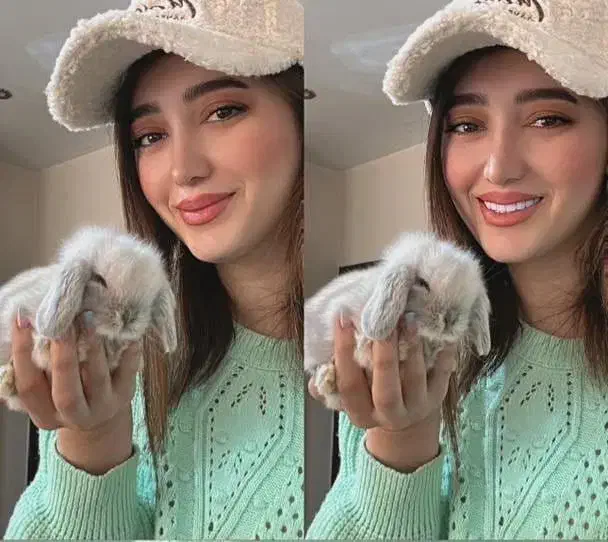 خرگوش لوپ آمریکایی|موش و خرگوش|ارومیه, |دیوار