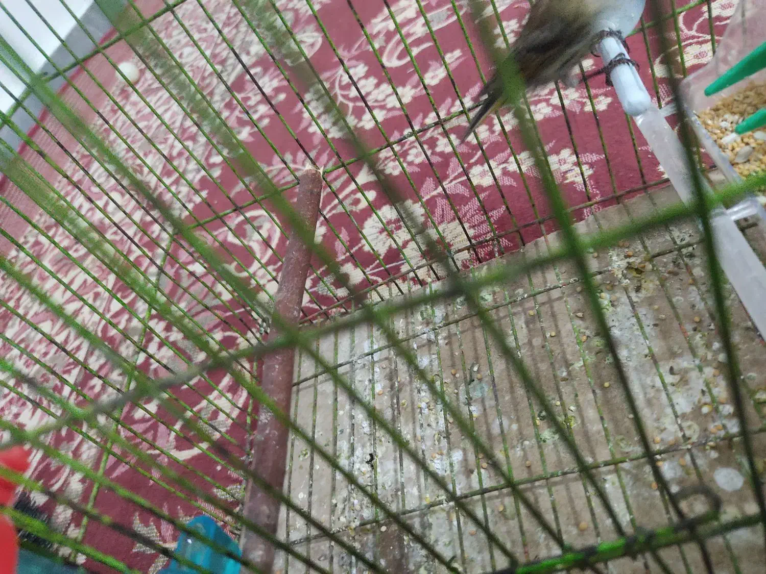 جوجه سرلاکی عروس و گل بسر|پرنده|رامهرمز, |دیوار