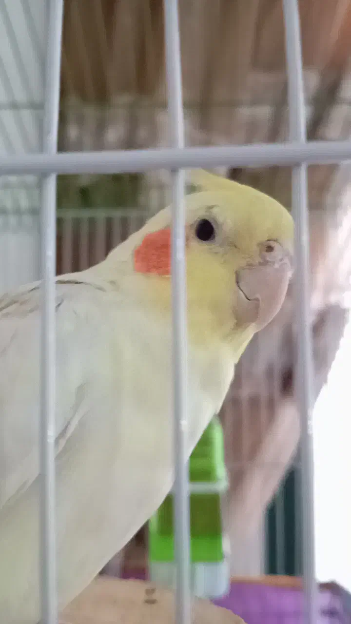 گمشده|حیوانات|قم, قلعه کامکار|دیوار