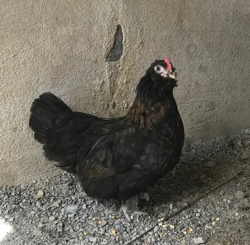 مرغ و خروس مینیاتوری بک ساله|حیوانات مزرعه|آمل, |دیوار