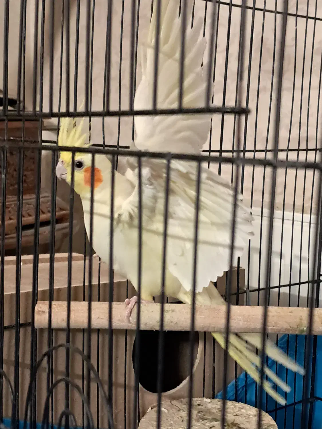 یک جفت عروس هلندی به همراه متعلقات|پرنده|یزد, |دیوار