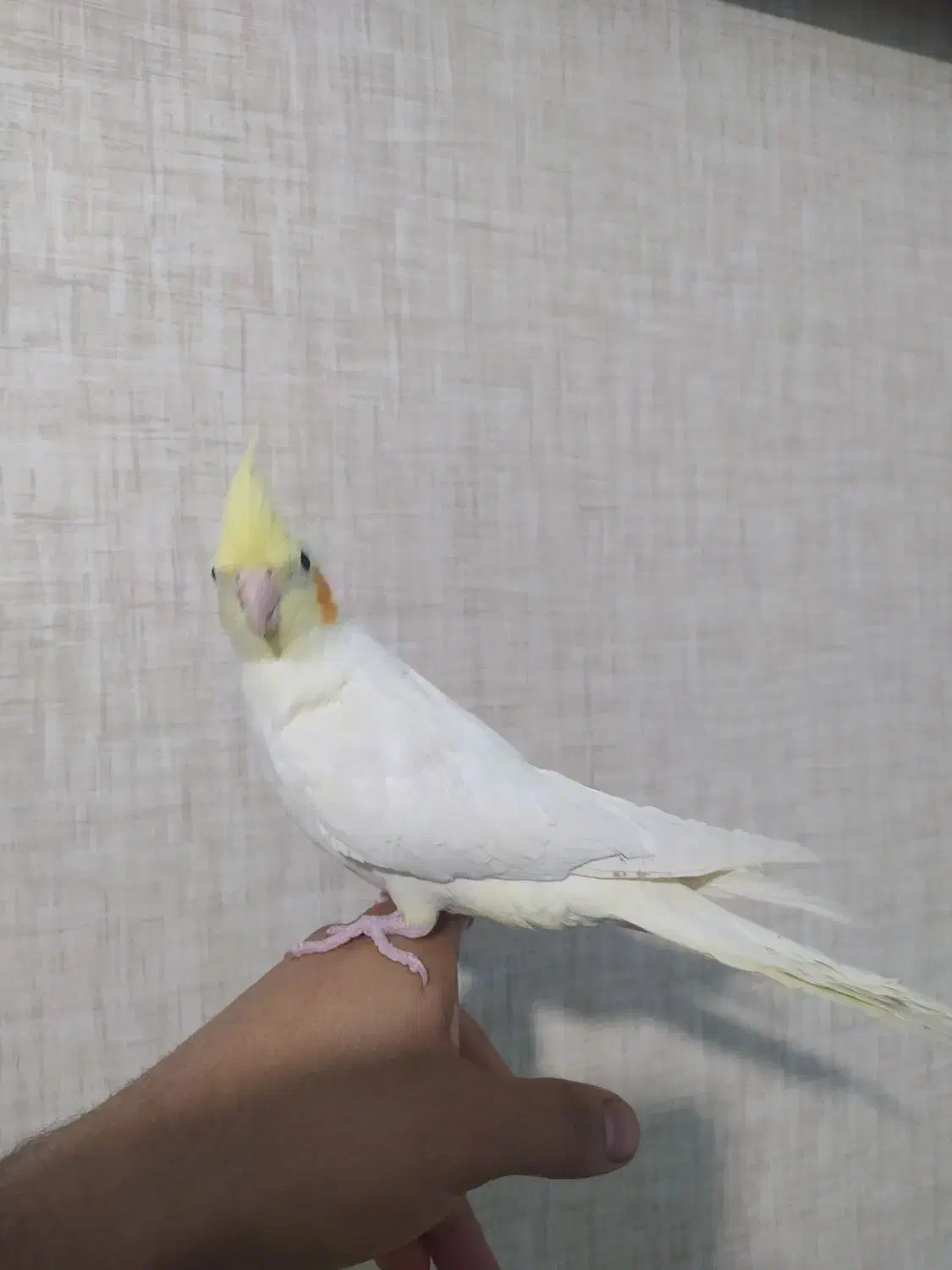 جوجه عروس هلندی|پرنده|ملایر, |دیوار