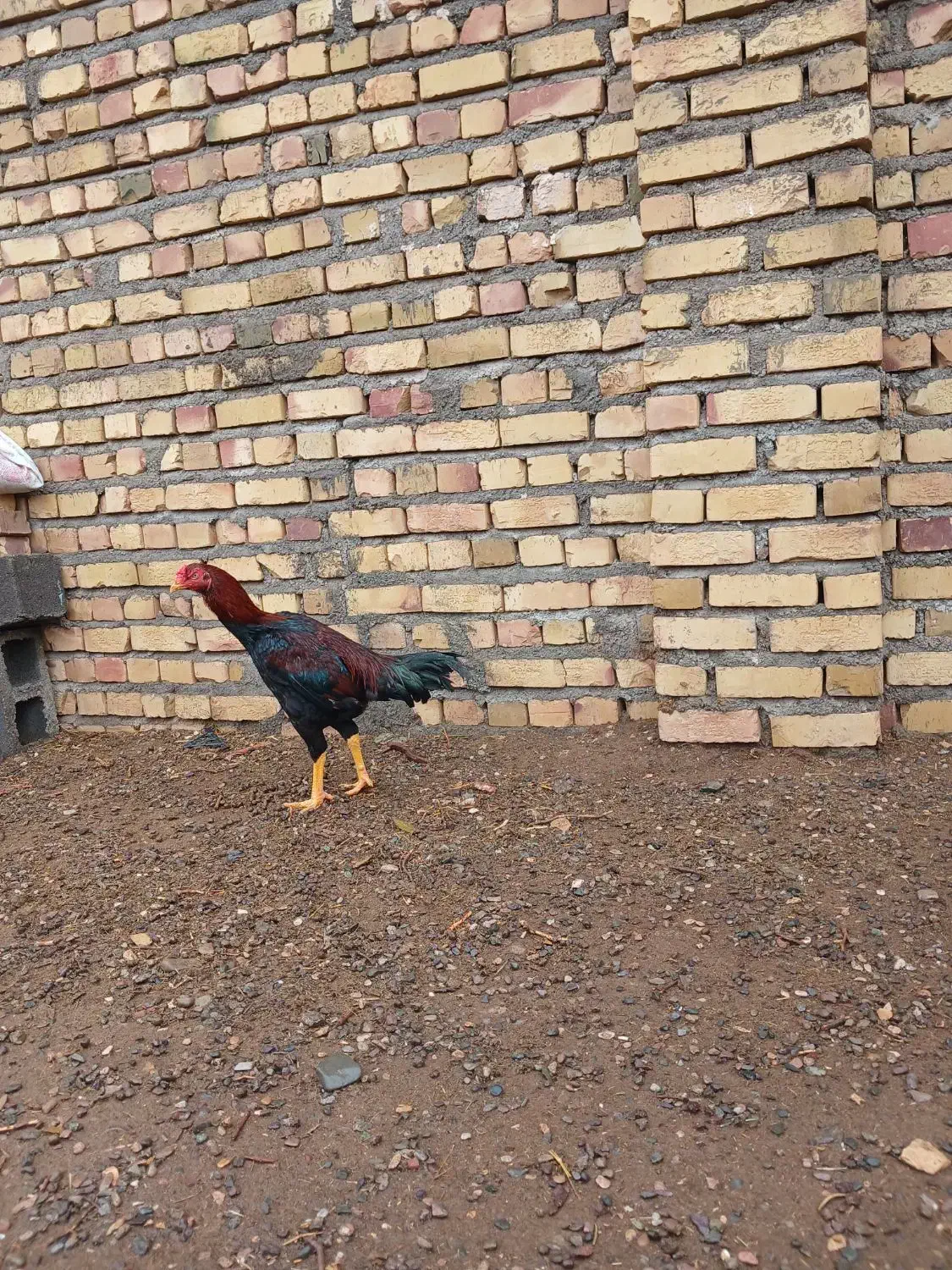 مرغ خروس لاری|حیوانات مزرعه|تایباد, |دیوار