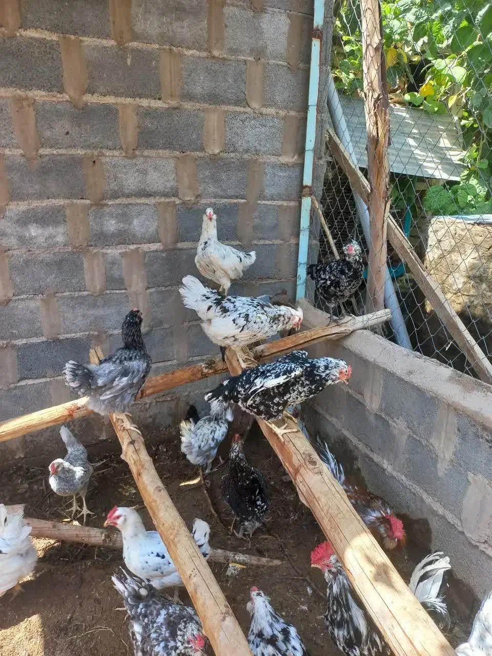 تخم  نطفه دار گلین، لوهمن، سلطان بلک متلد|حیوانات مزرعه|کاشان, نوش آباد|دیوار