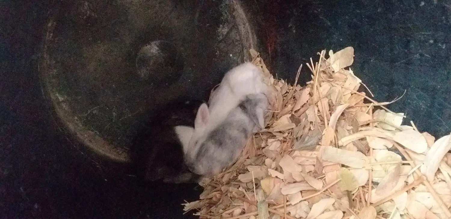 خرگوش بزرگ نر وماده لوپ اصیل و بسیار اهلی وباهوش|موش و خرگوش|دزفول, |دیوار