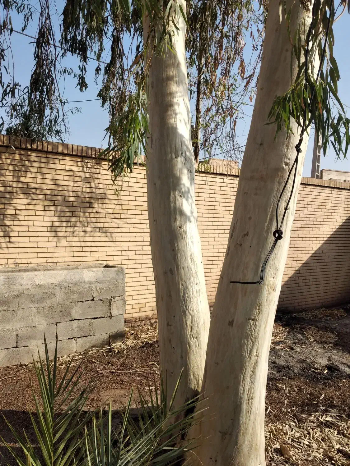 خرید چوب و هرس کردن درختهای مزاحم|خدمات باغبانی و درختکاری|رفسنجان, |دیوار