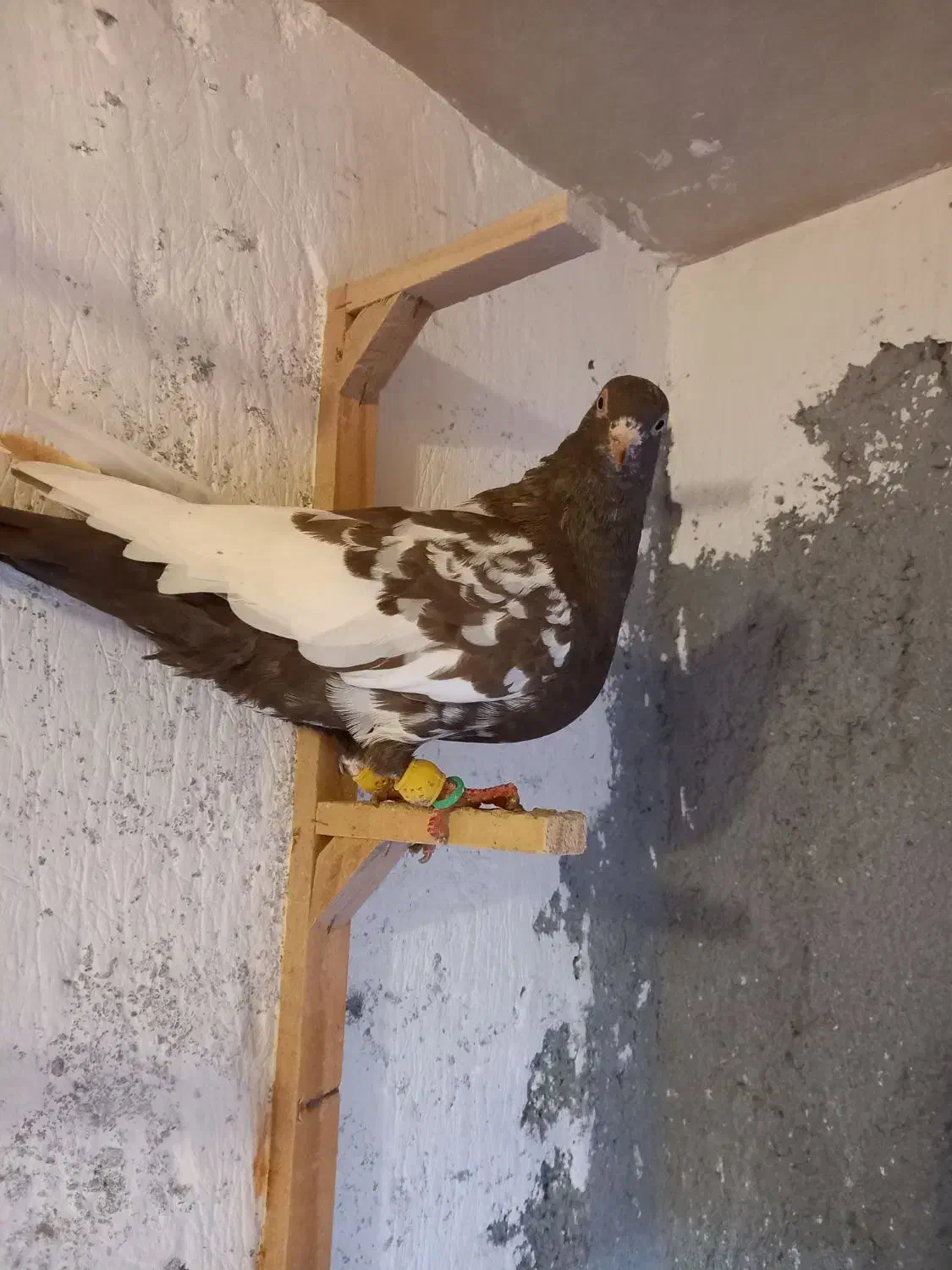 کبوتر رنگی قلدور|پرنده|مشهد, شهید قربانی|دیوار