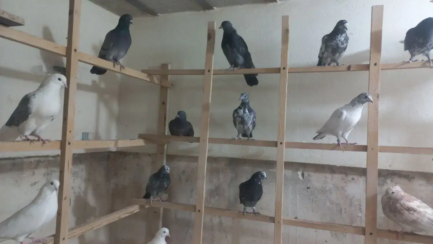 انگلیسی و پتی واله|پرنده|کرج, فاز ۵ مهرشهر|دیوار