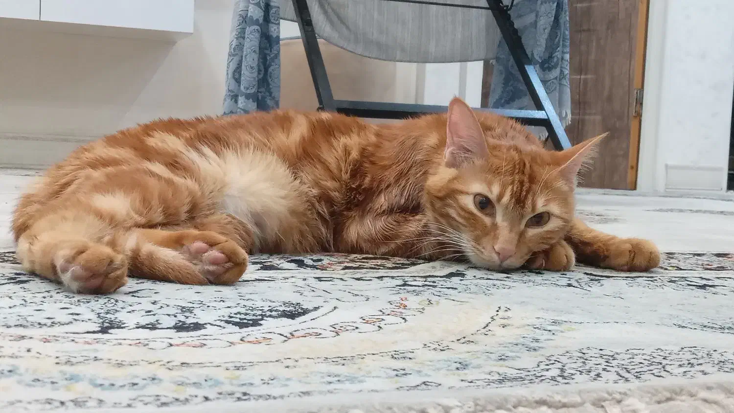 **گربه گمشده در محدوده پونصد دستگاه**|گربه|شیراز, پانصد دستگاه ارتش|دیوار